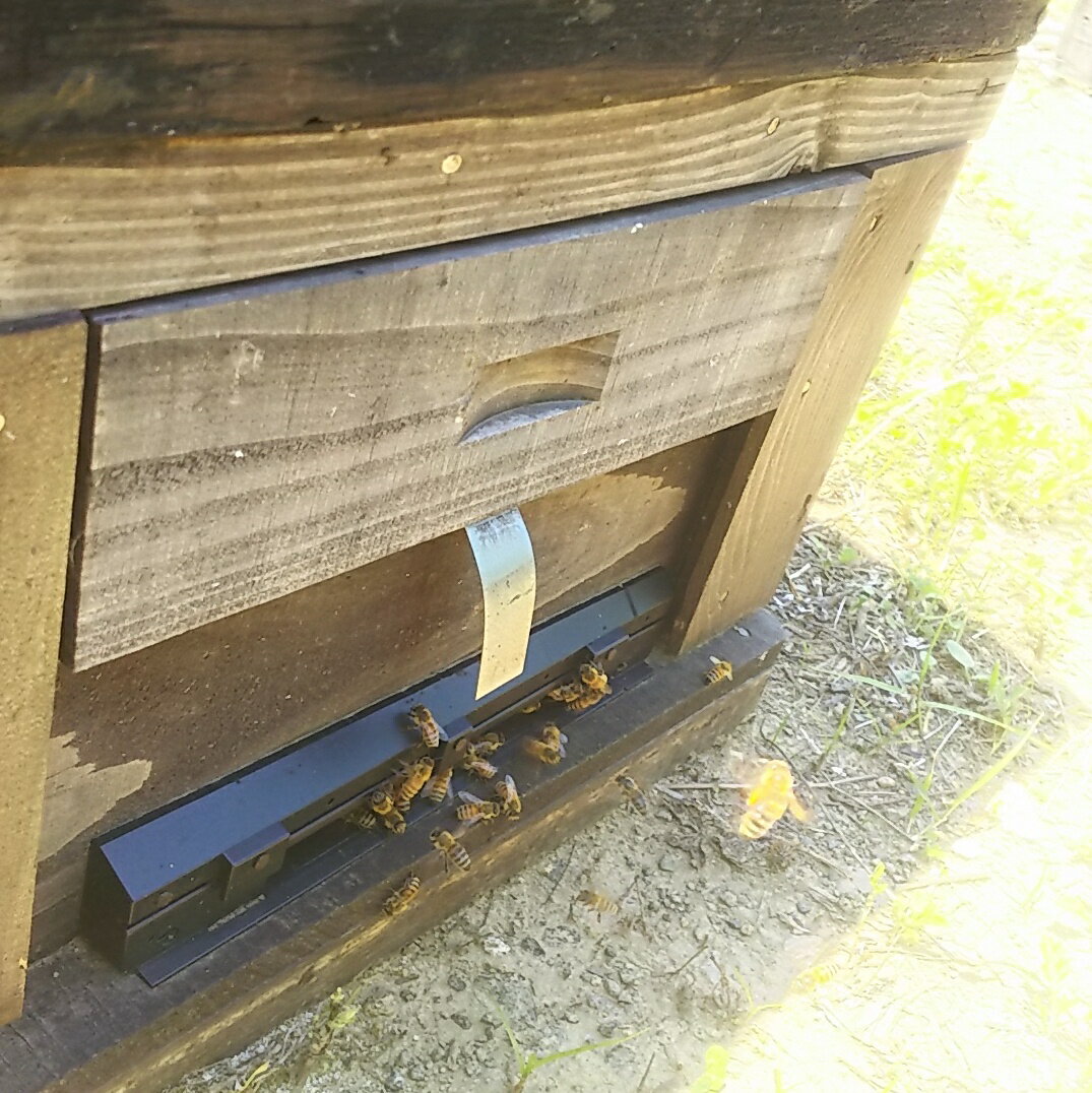 【11/11 23:59まで ポイント5倍】 フルーツルーツ サクラ ハニー 110g 国産 純粋 蜂蜜 ハチミツ 無添加 FRUITSROOTS