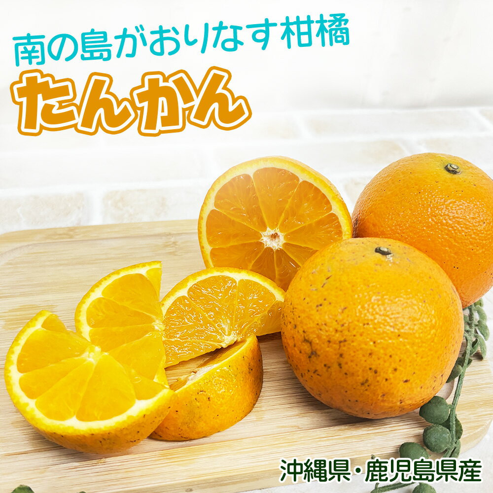 予約販売 訳あり 屋久島たんかん 約10キロ 小さいサイズの 予約販売 訳あり 屋久島たんかん 約10キロ 小さいサイズの