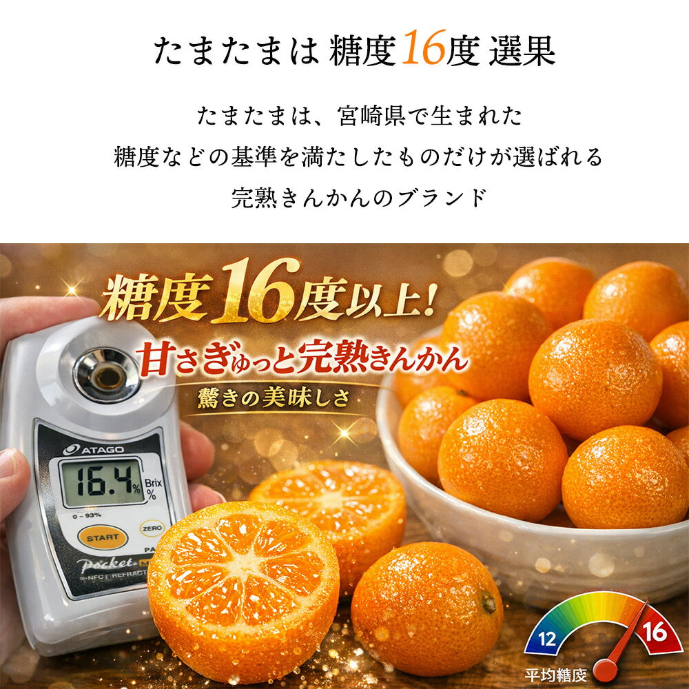 たまたま 金柑 宮崎 完熟金柑 たまたま 1kg 2kg 高糖度 きんかん キンカン 皮ごと お取り寄せ 自宅用 家庭用 少量パック [宮崎県産たまたま]【BO】
