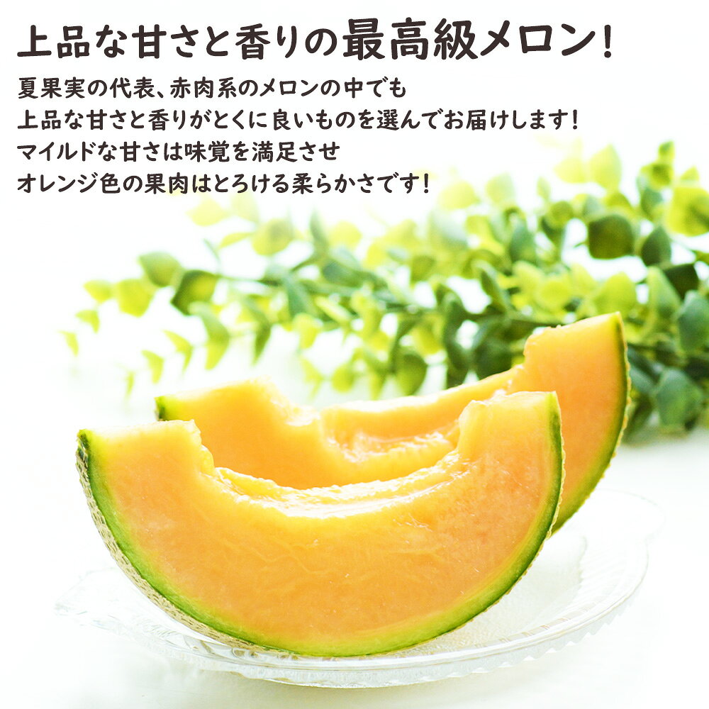 【予約】北海道 富良野 メロン 赤果肉 選べる玉数 1玉 もしくは 2玉入り 1玉約1.5k...