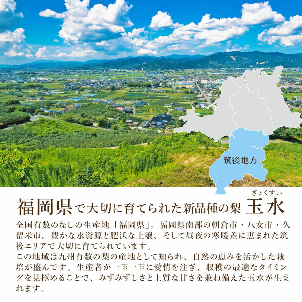 8月上旬より発送 玉水梨 ケース 箱売り 梨 福岡県産 限定 新品種 幸水 選べる内容量 12-8玉 20-14玉 ご家庭用 ご自宅用 でも中身は秀品 送料無料 和梨 なし ナシ フルーツ 果実 果物 夏 お取り寄せ [玉水梨 (ケース)]【BO】 fruitstudio-10000402 フルーツスタジオ+ サンプル画像2