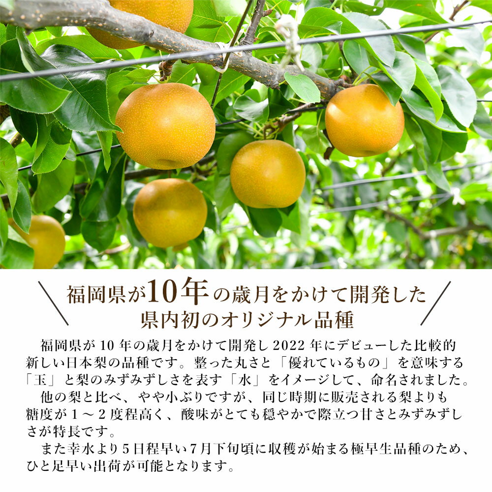 8月上旬より発送 玉水梨 ケース 箱売り 梨 福岡県産 限定 新品種 幸水 選べる内容量 12-8玉 20-14玉 ご家庭用 ご自宅用 でも中身は秀品 送料無料 和梨 なし ナシ フルーツ 果実 果物 夏 お取り寄せ [玉水梨 (ケース)]【BO】 fruitstudio-10000402 フルーツスタジオ+ サンプル画像3