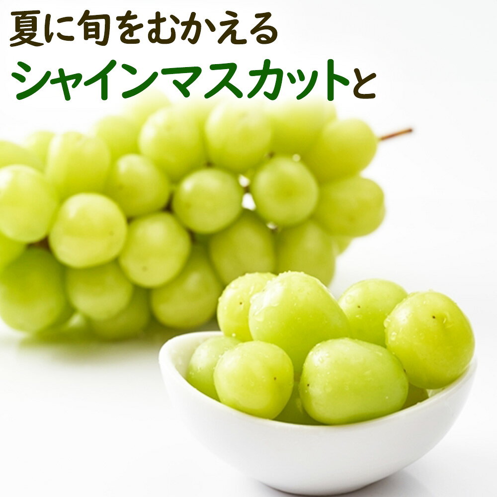 お中元 フルーツ ギフト シャインマスカット と 2種 から選べる マンゴー or 赤肉 ...