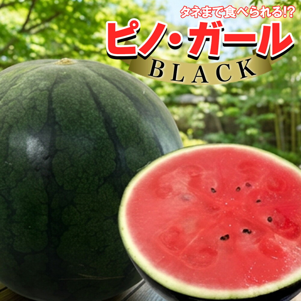 【出荷中!】山形県産 他 小玉すいか ピノ・ガール ブラック BLACK 1玉 2玉入り 2L~3Lサイズ 約2.5kg程度 マイクロシード タネ 気にならない ピノガール スイカ 西瓜 ギフト お中元 御中元 お祝い お供え 【BO】