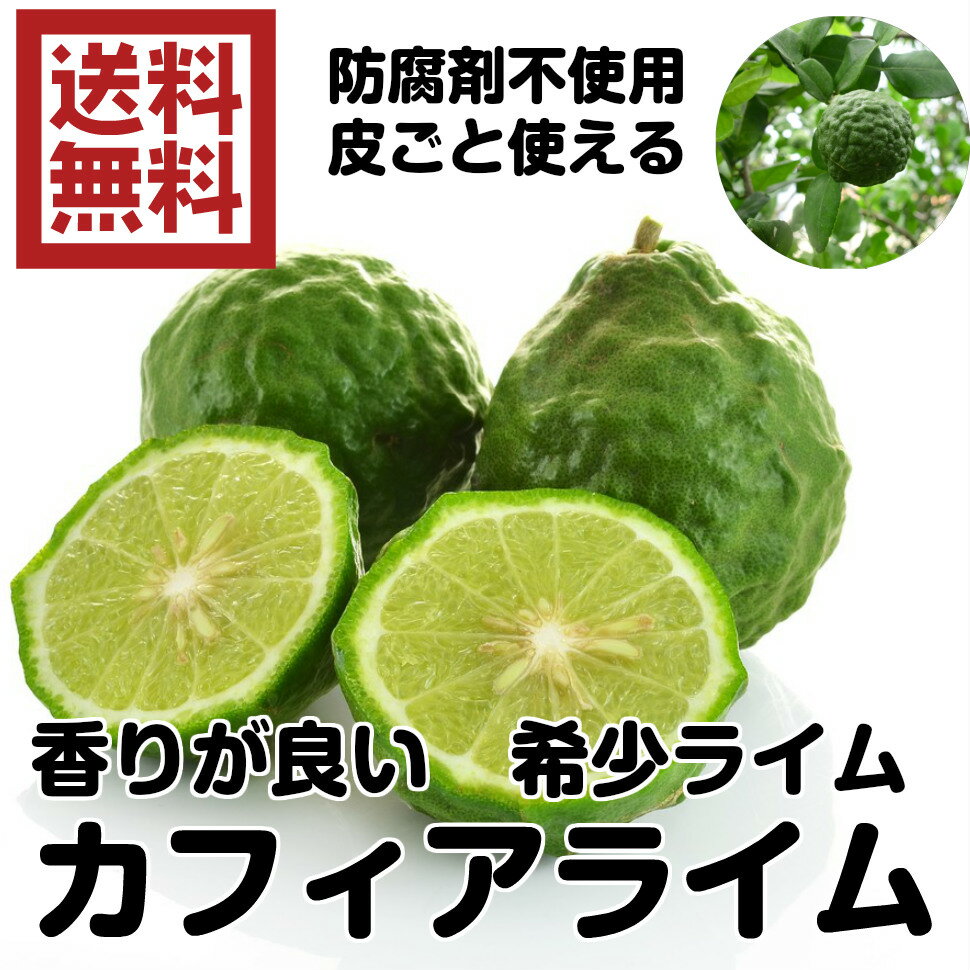 防ばい剤不使用カフィアライム　3K(別名：こぶみかん) ニュージーランド産（カフィア　ライム　3kg 常温）こぶみかん　サイズ込　ポストハーベスト農薬不使用ニュージーランド　青果 ノンケミカル　送料無料