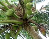 横浜ポットの焼きココナッツ 塩味 マレーシア産 ドライフルーツ 送料無料 ココナッツ ココナッツチップ おつまみ おやつ チャンク ココナッツ coconut チャック袋 お試しパック｜アングル2