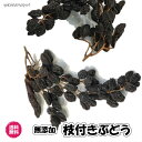 無添加枝付きぶどう チリ産 ドライフルーツ 送料無料 ドライレーズン 赤ぶどう 砂糖不使用 レーズン チャック袋 食品添加物不使用 自然食品 ドライ