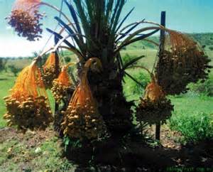 無添加デーツ 種あり アメリカ産 260g/130gパックが2袋入 大粒デーツ 砂糖不使用 送料無料 無添加 なつめやし ナツメヤシ dates (マジョール130g×2P)260g 小分け チャック袋 ドライフルーツ ナチュラルフード