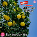 規格外品 ( 湘南ゴールド　5kg 常温) 神奈川県産 送料無料 青果　生 カクテル みかん 温州みかん ゴールデンオレンジ 果汁 湘南 黄金柑 特別栽培