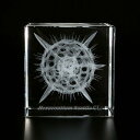 Sola cube Micro 放散虫の一種 蔦屋書店