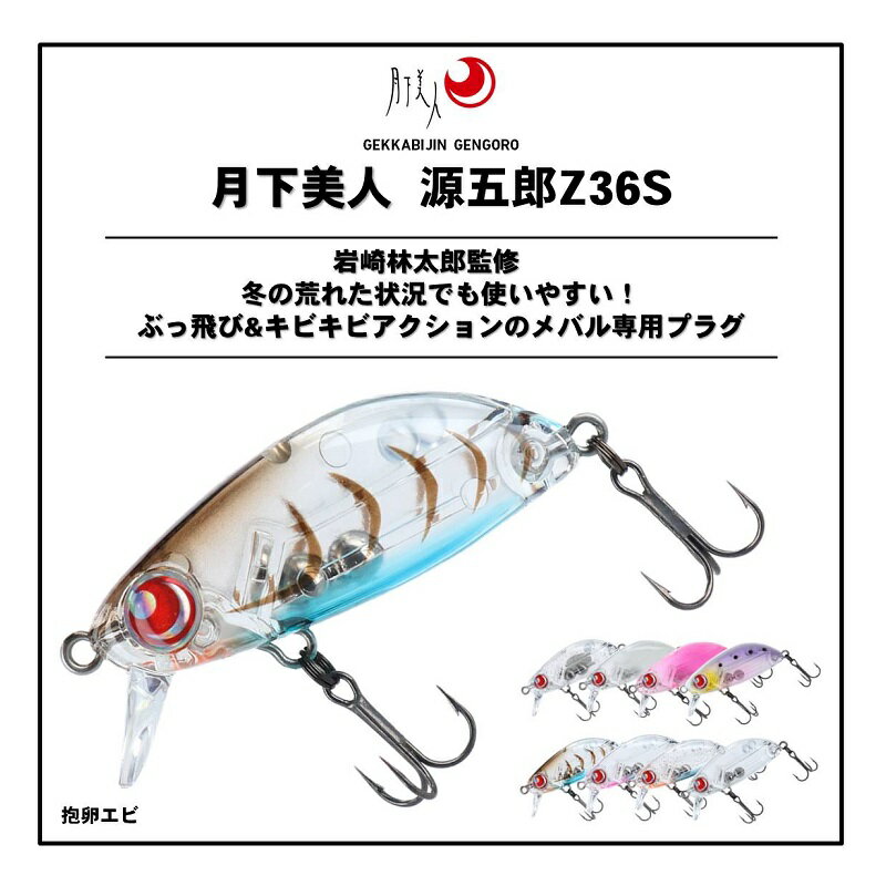 月下美人 源五郎Z36S 抱卵エビ (2)