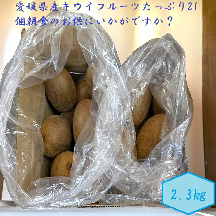 愛媛県産 キウイフルーツ 21個 セット キウィ キウイ 果物 国産キウイ 愛媛うまいもの 果物盛り合わせ 果物セット フルーツセット ヨーグルトに入れると美味しい もの まとめ買い フルーツ詰め合わせ フルーツ取り寄せ 朝ごはん 手軽 お供