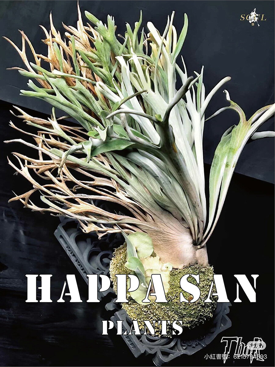ビカクシダ ベイチーアーバンリバートール P. Veitchii 'Auburn River' 'Thor' Happasan台湾直輸入 Happasan はっぱさん 現品