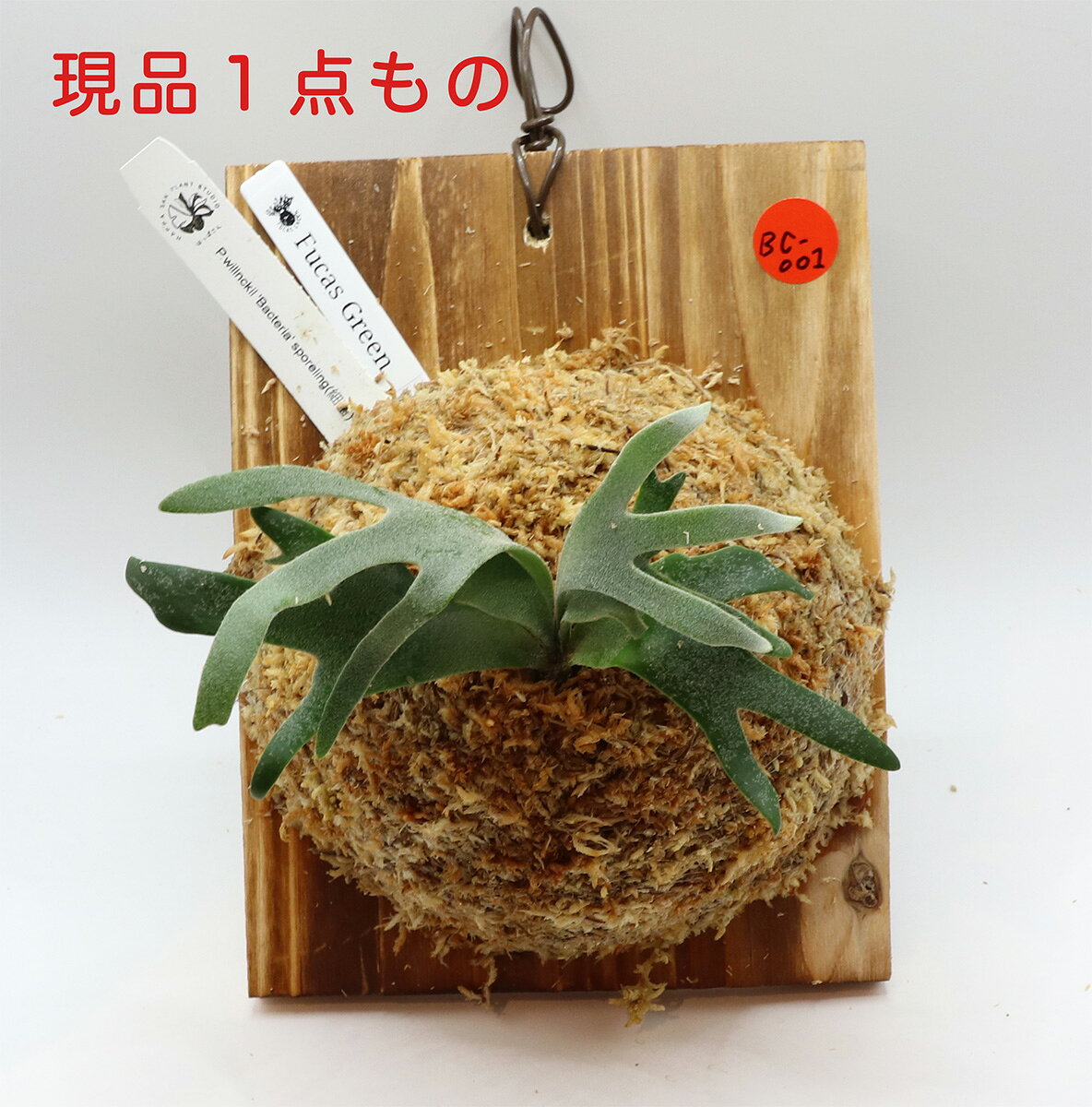 楽天市場】ビカクシダ 板（種類（植物）ビカクシダ（コウモリラン