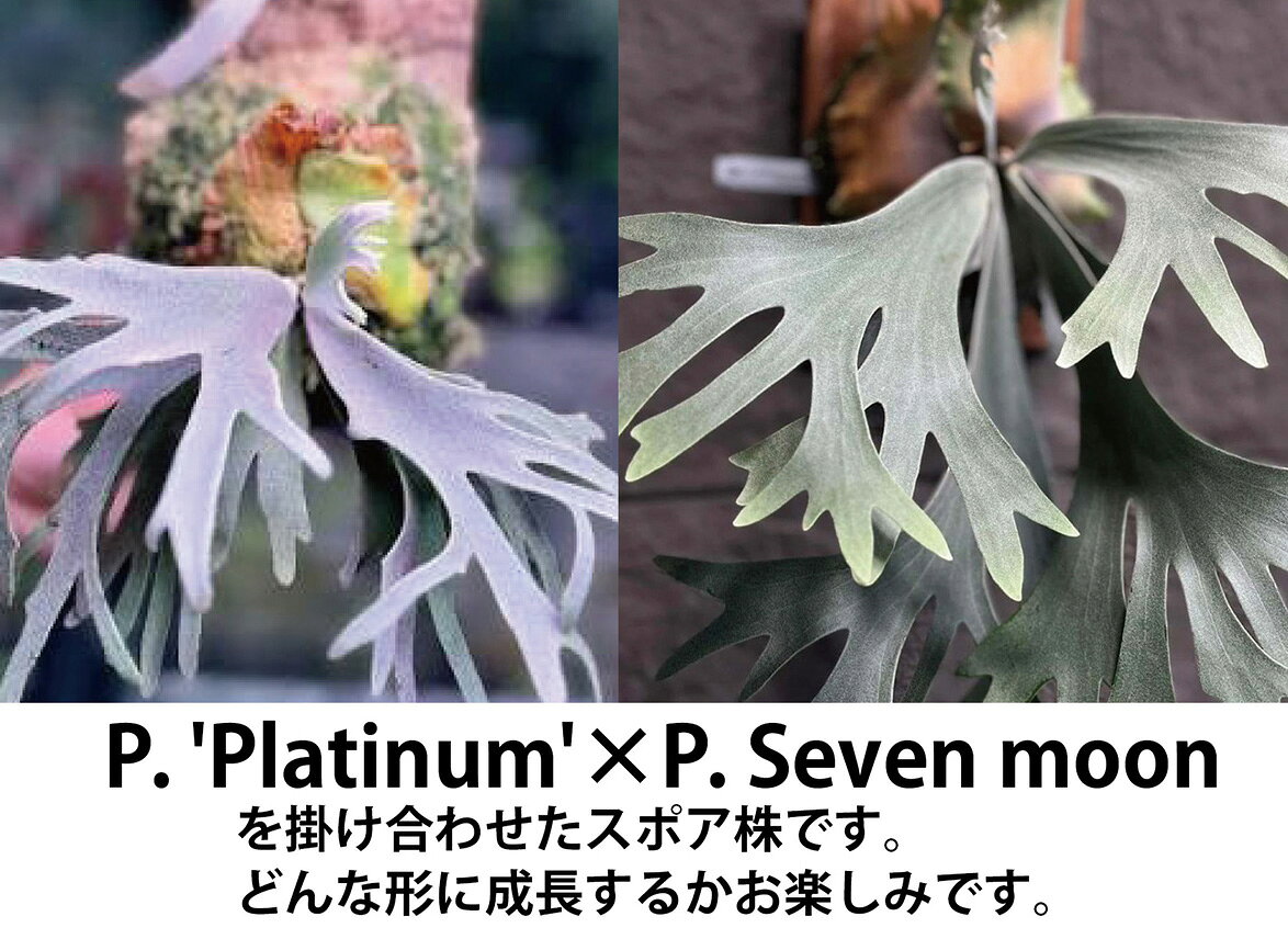 P.'Platinum'×P.Seven moon Sporeling板付 現品