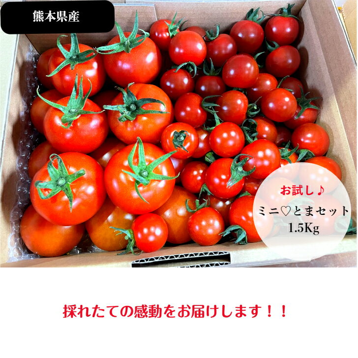 ミニトマト ミディトマト1.5Kg トマト プチトマト 送料無料 お試しセット お買い得 小鈴 トマトジュース 野菜 熊本県産 朝どれ 新鮮 農家直送 ダイエット 甘い 濃厚 酸味 コク 美容 効果 健康