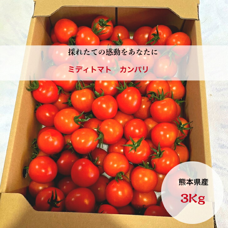1/23～2/13おまけ付き とまと ミディトマト 3Kg 送料無料 生食用 お買い得 カンパリ 中玉 トマトジュース 野菜 熊本県産 朝どれ 新鮮 農家直送 ダイエット 甘い 濃厚 酸味 コク 美容 効果 健康 渕上農園のサムネイル