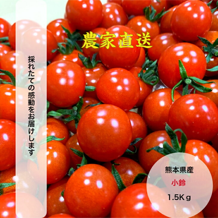 【クーポン配布中！！】トマト ミニトマト 1.5Kg プチトマト 送料無料 お試し お買い得 小鈴 ミディトマト トマトジュース 野菜 熊本県産 朝どれ 新鮮 農家直送 ダイエット 甘い 濃厚 酸味 コク 美容 効果 健康 渕上農園のサムネイル