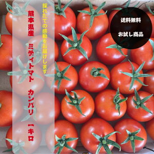 ミディトマト 1kg 送料無料 トマト 中玉 生食用 送料無料 お試し お買い得 トマトジュース 野菜 熊本県産 朝どれ 新鮮 農家直送 ダイエット 甘い 濃厚 酸味 コク 美容 効果 健康 渕上農園