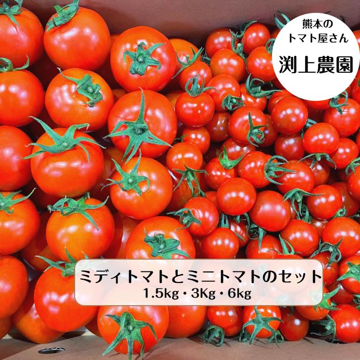 楽天市場】ミニトマト 小鈴の通販 楽天市場】ミニトマト 小鈴の通販