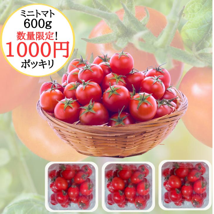 数量限定！ 今だけ1000円ポッキリ！ 送料無料 ミニトマト パック3個分 混みサイズ トマト プチトマト 600g 朝どれ 新鮮 農家直送 甘い 濃厚 コク 美味しい 冷凍 お裾分け お取り寄せ 野菜ギフト グルメ 熊本 渕上農園のサムネイル