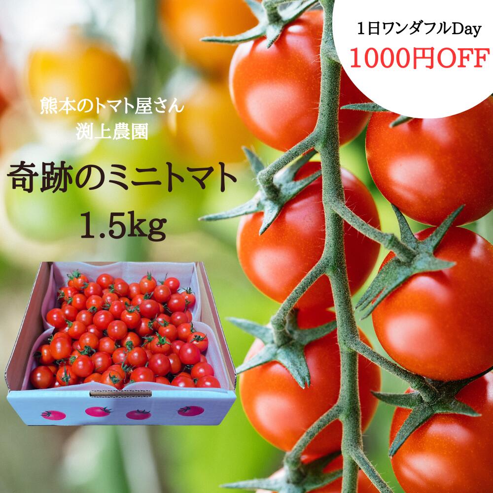 【ワンダフルDay★1000円OFF】 ＼12月中旬発送／ 送料無料 奇跡の ミニトマト 1.5kg ギフト箱 トマト プチトマト クリスマス お歳暮 小鈴 千果 混みサイズ 熊本 渕上農園 常温便 リコピン ビタミスープ トマトジュース パスタ マリネ ダイエット 美容 プレゼント 美味しいのサムネイル