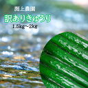 送料無料 訳あり きゅうり 混みサイズ 熊本 産地直送 新鮮 家庭用 一本漬け 浅漬け 大容量 お得 安い 甘い 昔ながら 利尿作用 渕上農園 農家の訳あり野菜...