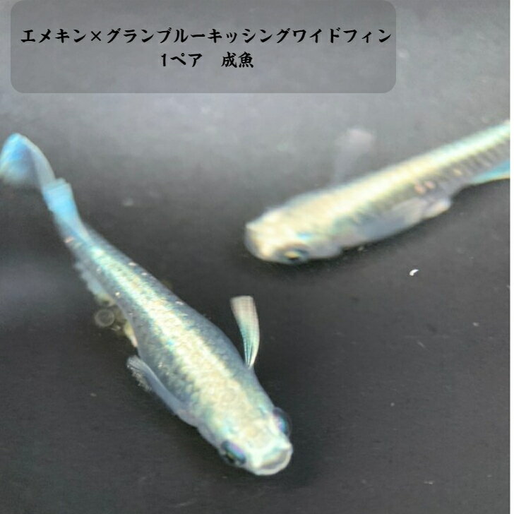 富士宮 エメキン×グランブルーキッシングワイドフィン 1ペア 成魚 4-5センチ めだか　メダカ 水槽 生体 アクアリウム ロングフィン みゆき 成魚 ヒレナガ