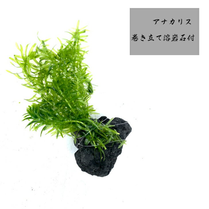 国産 アナカリス 10本 溶岩石付 無農薬 5-10cm 巻き立て 水草 アクアリウム 飾り レイアウト 初心者 簡単 育成 金魚 メダカ テラリウム オオナカダモ