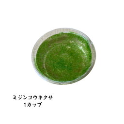 【送料無料】 ミジンコウキクサ 生餌 1カップ分 ミジンコ藻 増量中 ミジンコ タマミジンコ オオミジンコ 浮草 めだか 餌 メダカ