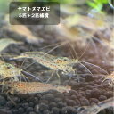 ヤマトヌマエビ 5匹＋保障2匹 ヌマエビ 水槽 アクアリウム 掃除 苔取り テラリウム ヤマトヌマエビ その1