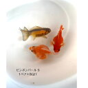 ピンポンパール 国産 3匹 オスメス 多色 厳選 金魚 だるま ミックス ヒレナガ　水槽 アクアリウム ビオトープ 生体