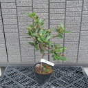 【 葉に虫食い後あります 】『 セイザンヒカゲツツジ 』樹高20cm 苗 苗木 生垣 庭木 植木 記念樹 落葉樹 紅葉 低木 中低木