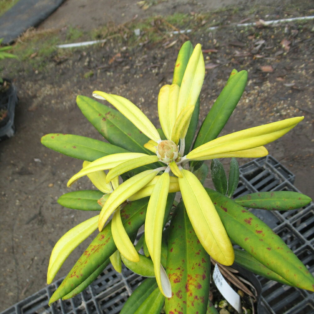 【 蕾2つ付き 】八重咲シャクナゲ『宴』 T295 樹高20cm 石楠花 苗 苗木 生垣 庭木 植木 記念樹 常緑樹 紅葉 低木 中低木 2