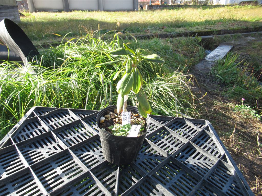 蕾なし　R07-029 ハクサンシャクナゲ『 斑入り 』 接ぎ木1年生 石楠花 苗 苗木 生垣 庭木 植木 記念樹 常緑樹 紅葉 低木 中低木