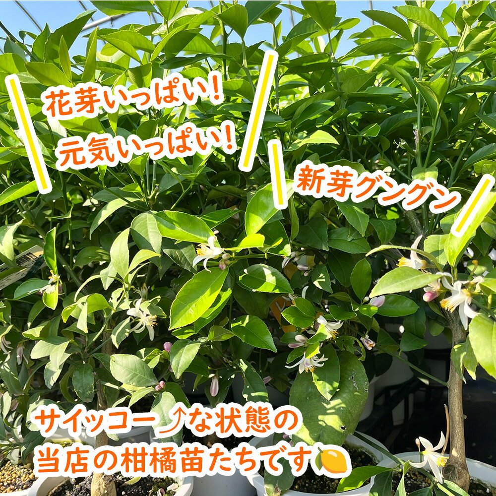 父の日ギフト「花芽つき 不知火 鉢植え」6号鉢 ラッピング 花芽がいくつもついた株...