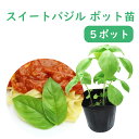 【 ハーブ 】 スイートバジル 苗 【 5株 】 9.0cmポット バジル ハーブ キッチンハーブ クッキングハーブ 野菜苗 ハーブ苗 イタリア料理 洋風料理 basil sweetbasil