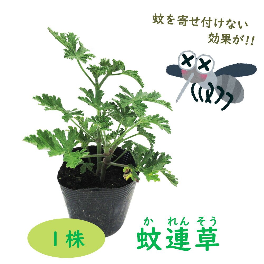 カレンソウ 蚊連草 ( 蚊嫌草 蚊香龍 ) 10.5cmポット 蚊を寄せ付けなくする香りがします かれんそう かころん 蚊よけ 虫よけ ハーブ モスキートブロック センテッドゼラニウム ローズゼラニウム