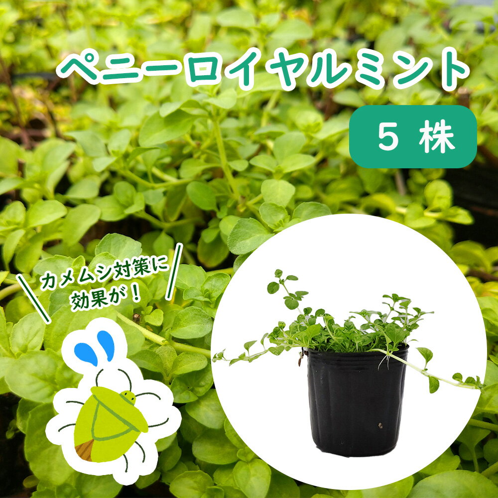 カメムシ対策に！ミントなどカメムシを寄せ付けない植物を教えて。