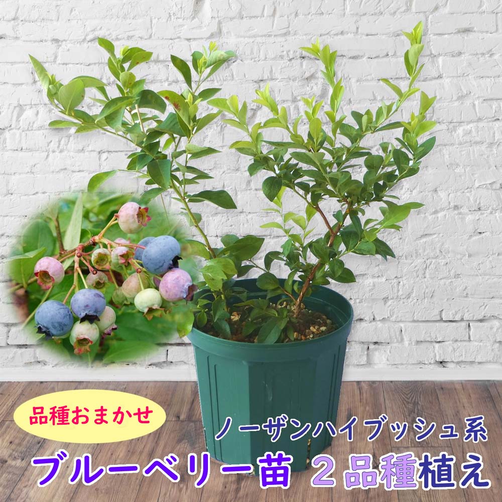 植え替え不要！【品種おまかせ】ノーザンハイブッシュ系 ブルーベリー 苗 苗木 2品種植え 樹高30～40cm 挿木2年生苗 …