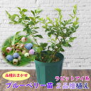 植え替え不要！【品種おまかせ】ラ