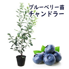 https://thumbnail.image.rakuten.co.jp/@0_mall/fujiengei/cabinet/flowers/kaju/blueberry/cdsum01.jpg