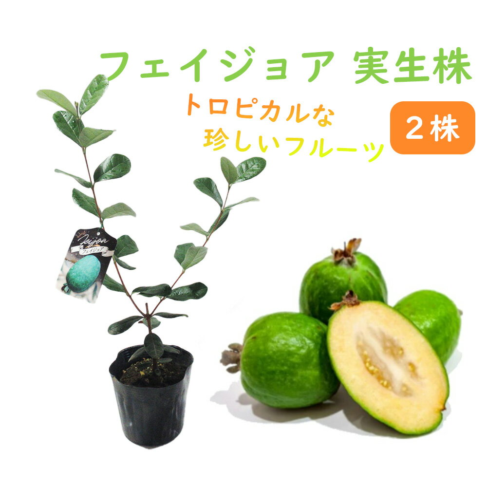 【2株セット】 フェイジョア 苗木 苗 実生株 10.5cmポット 樹高約50cm トロピカルフルーツ 熱帯果樹 パイナップルグァバのサムネイル