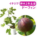 【とにかく根ががっちり！】イチジク 【 ドーフィン 挿木2年生苗 】 苗 苗木 6号鉢 挿木2年生苗 無花果 いちじく 果樹苗 シンボルツリー 記念樹 健康果樹 健康 果樹苗