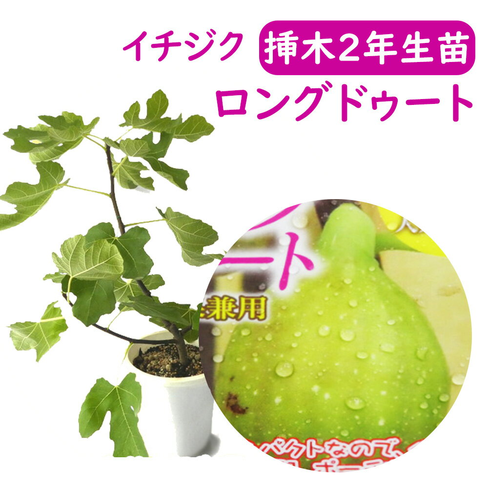 【とにかく根ががっちり 】イチジク 【 ロングドゥート 挿木2年生苗 】 苗 苗木 6号鉢 挿木2年生苗 無花果 いちじく 果樹苗 シンボルツリー 記念樹 健康果樹 健康 果樹苗