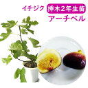 【とにかく根ががっちり！】イチジク 【 アーチベル 挿木2年生苗 】 苗 苗木 6号鉢 挿木2年生苗 無花果 いちじく 果樹苗 シンボルツリー 記念樹 健康果樹 健康 果樹苗