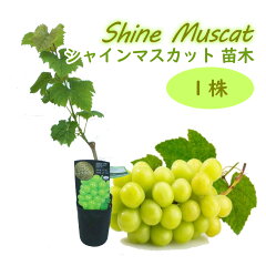 https://thumbnail.image.rakuten.co.jp/@0_mall/fujiengei/cabinet/flowers/kaju/grape/shinesum02_1.jpg