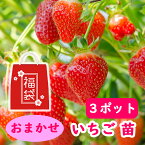 おまかせ イチゴ 苗 3ポット 9cmポット苗 ※品種はお選びいただけません 12/6より発送ふさのか アイベリー 女峰 章姫 桃香 UCアルビオン もういっこ おいCベリー サマーベリー さちのか とちおとめ あかねっ娘 麗紅 宝交早生 とよのか