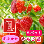 おまかせ イチゴ 苗 【5ポット】 9cmポット苗 ※品種はお選びいただけません 12/6より発送　ふさのか アイベリー 女峰 章姫 桃香 UCアルビオン もういっこ おいCベリー サマーベリー さちのか とちおとめ あかねっ娘 麗紅 宝交早生 とよのか