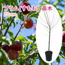 選べる プラム ( すもも ) 苗 苗木 6号鉢 樹高約60cm 酢桃 ハタンキョウ 巴旦杏 イクリ 日本李 果樹苗 シンボルツリー 記念樹 健康果樹 健康 果樹苗